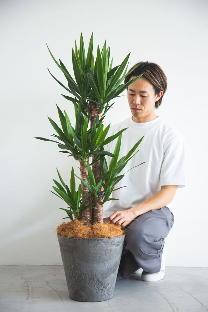 観葉植物 青年の木 ユッカ（8号鉢）の写真4枚目