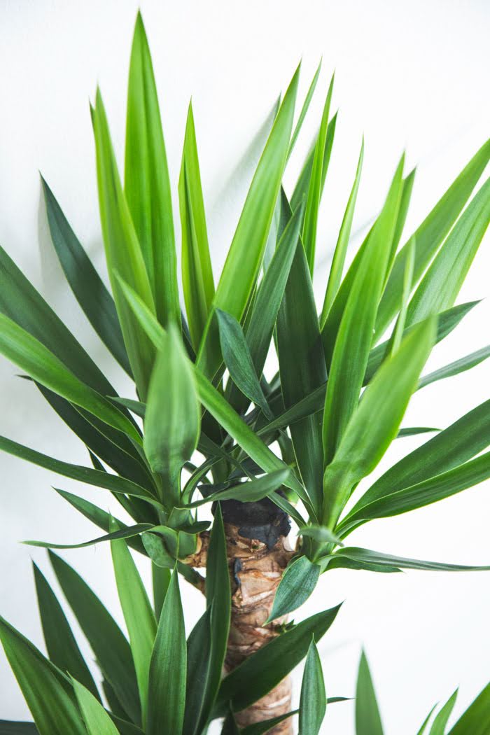 観葉植物 青年の木 ユッカ（8号鉢）の写真5枚目