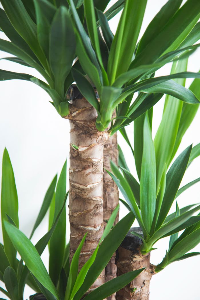 観葉植物 青年の木 ユッカ（8号鉢）の写真6枚目