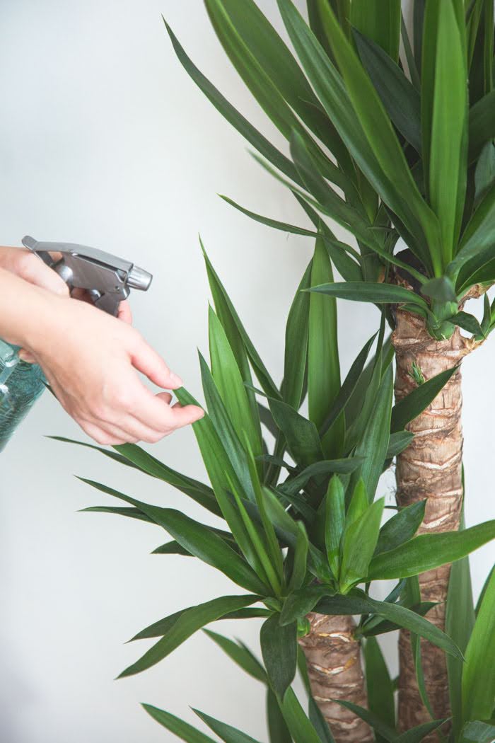 観葉植物 青年の木 ユッカ（8号鉢）の写真7枚目