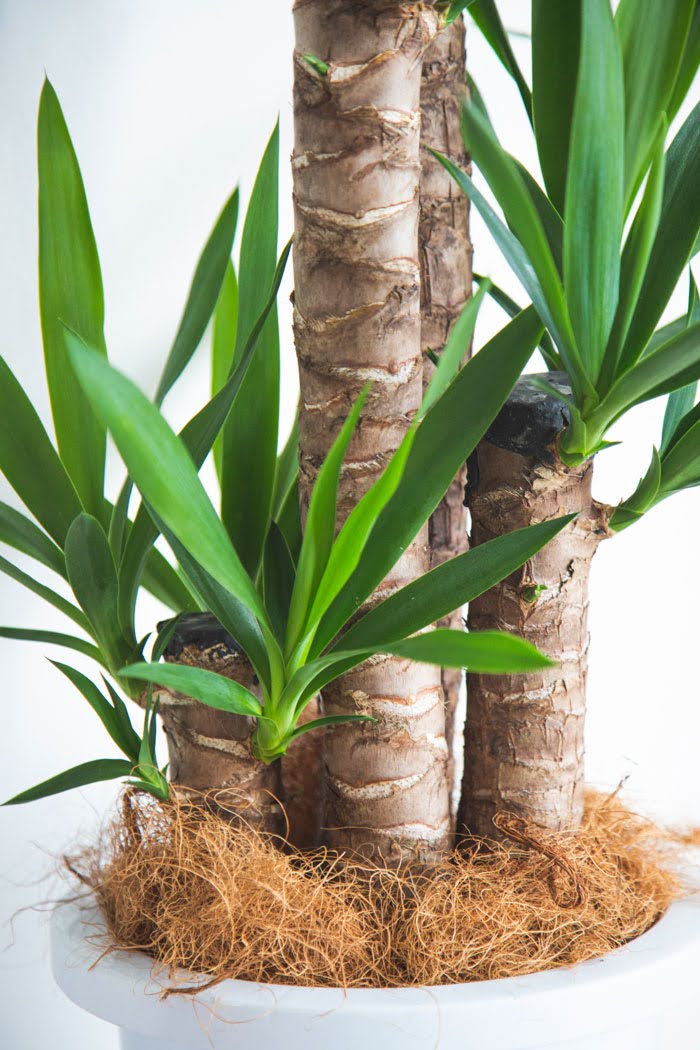 観葉植物 青年の木 ユッカ（8号鉢）の写真8枚目