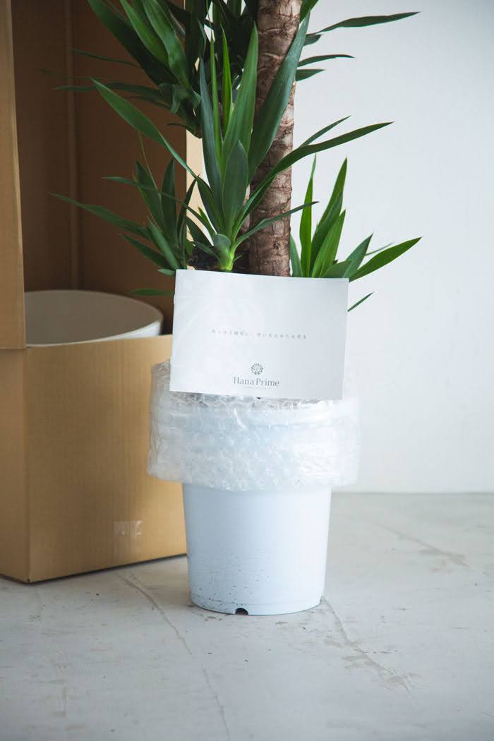 観葉植物  青年の木 ユッカ（8号鉢）の写真9枚目