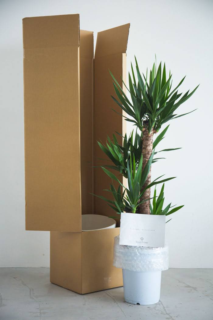 観葉植物  青年の木 ユッカ（8号鉢）の写真10枚目