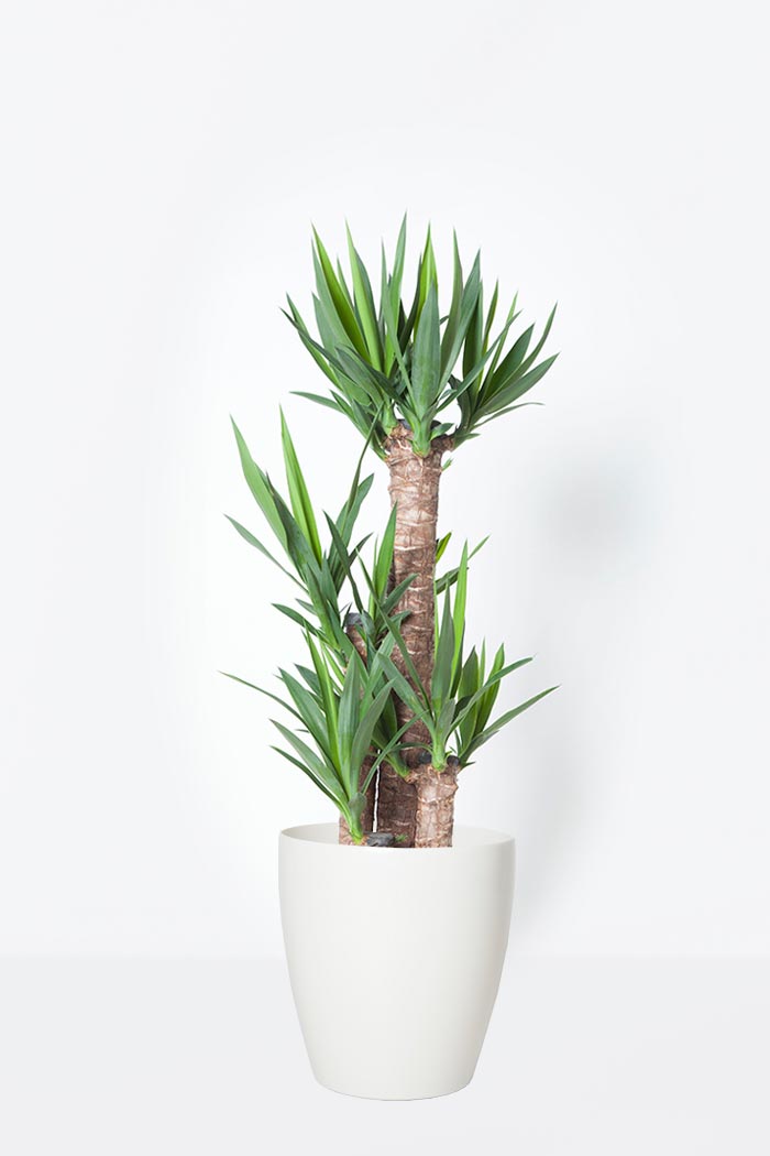 観葉植物 ユッカ 8号鉢 公式 Hanaprime 花と植物のギフト通販 観葉植物 ユッカ 8号鉢 公式 Hanaprime 花と植物のギフト通販