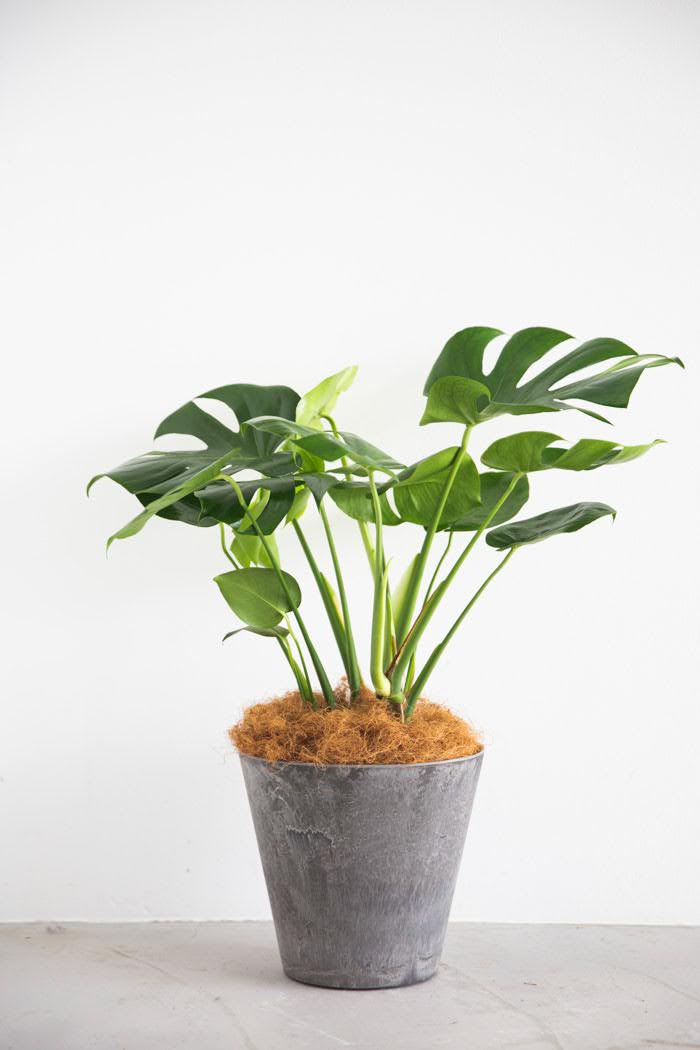 観葉植物 モンステラ