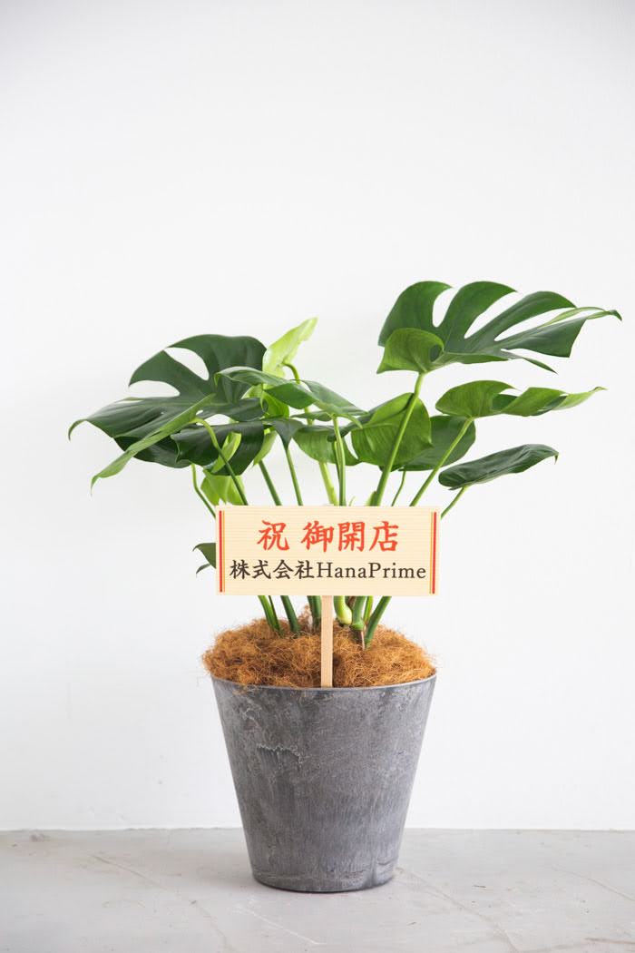 観葉植物 モンステラ（8号鉢）