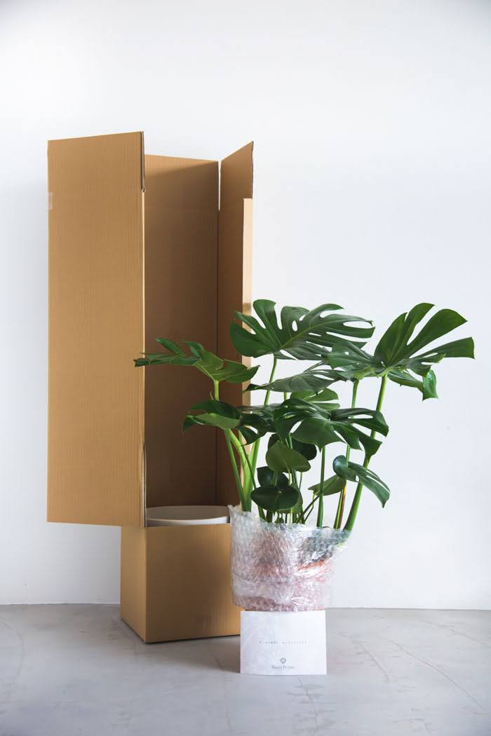 モンステラ 奇跡的なフルムーン 鉢のまま発送 観葉植物