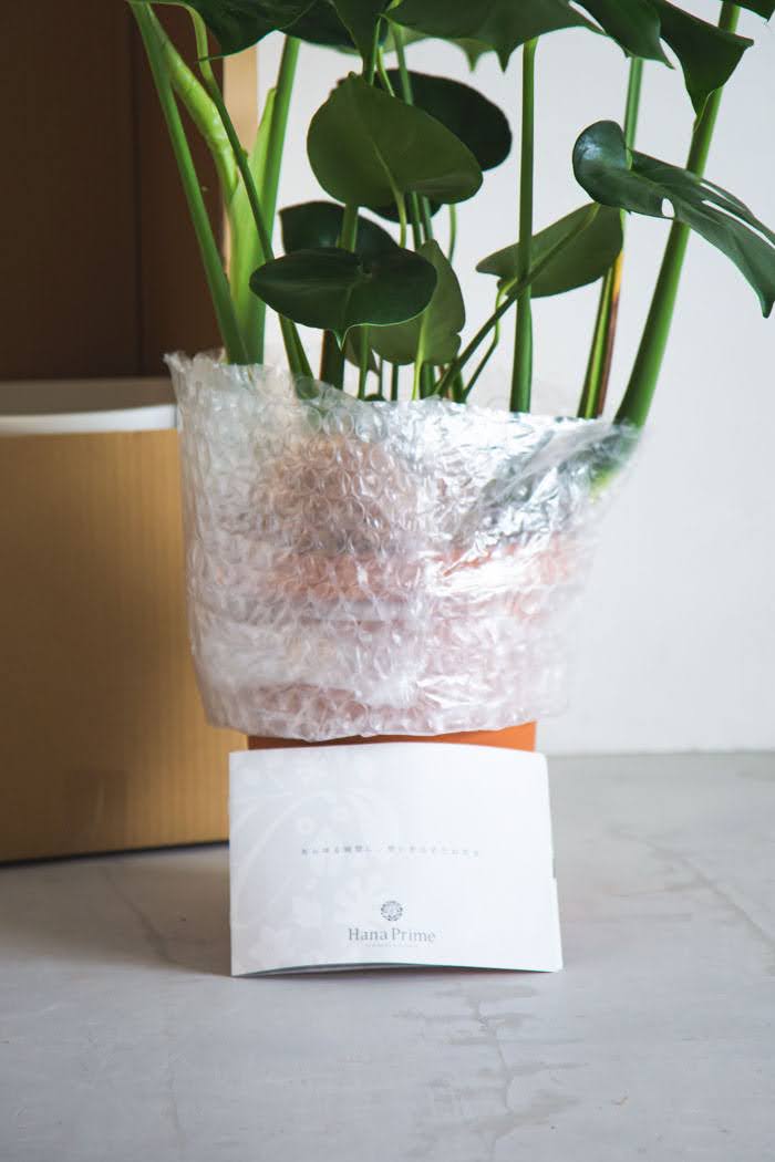 観葉植物 モンステラ（8号鉢）の写真8枚目