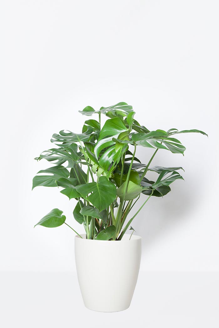 観葉植物 モンステラ(8号鉢)