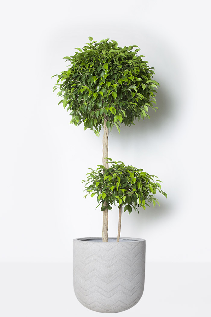 観葉植物 フィカス ベンジャミン 10号鉢 公式 Hanaprime 花と植物のギフト通販