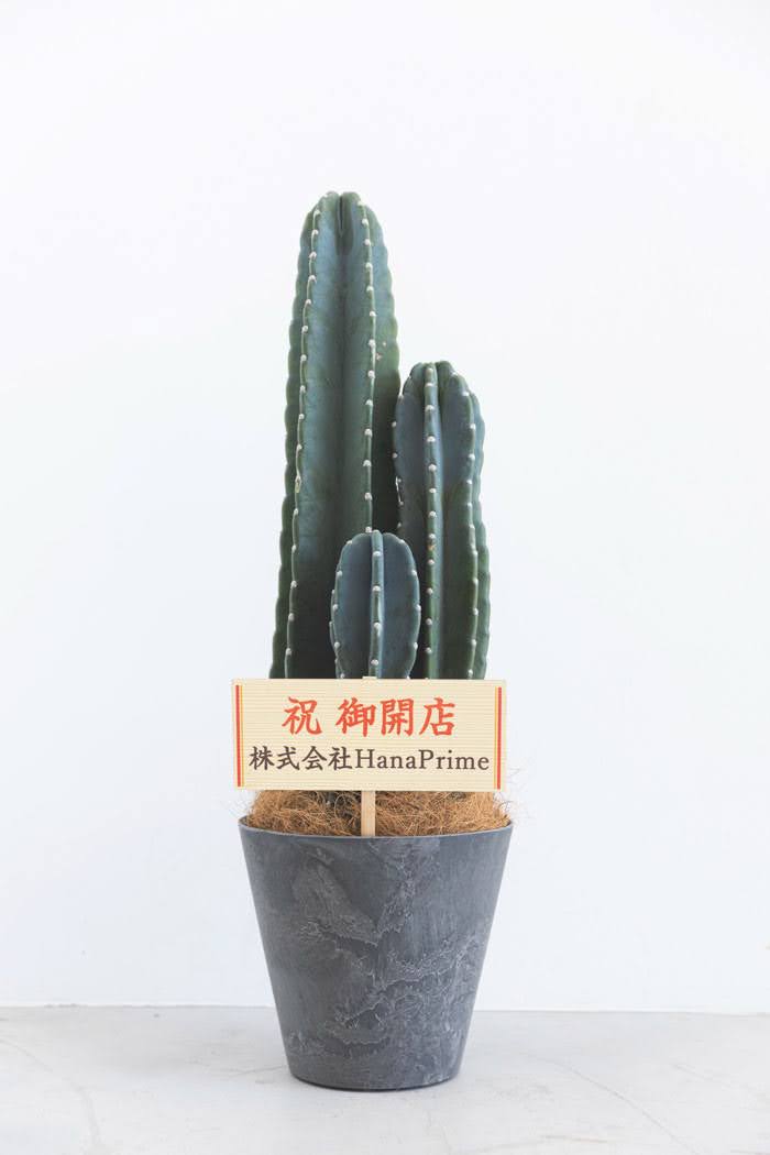 観葉植物 柱サボテン 8号鉢 公式 Hanaprime 花と植物のギフト通販