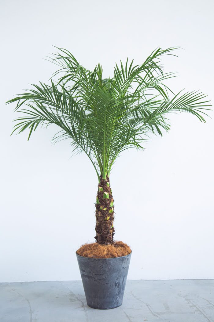 定期販売 フェニックス・ロベレニー8号 バルゴ ラテルストーン S 33 観葉植物 LITTLEHEROESDENTISTRY