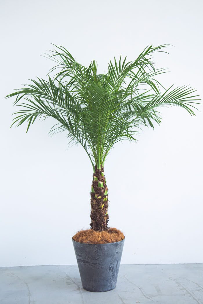 観葉植物 フェニックスロベレニー（8号鉢）の写真1枚目