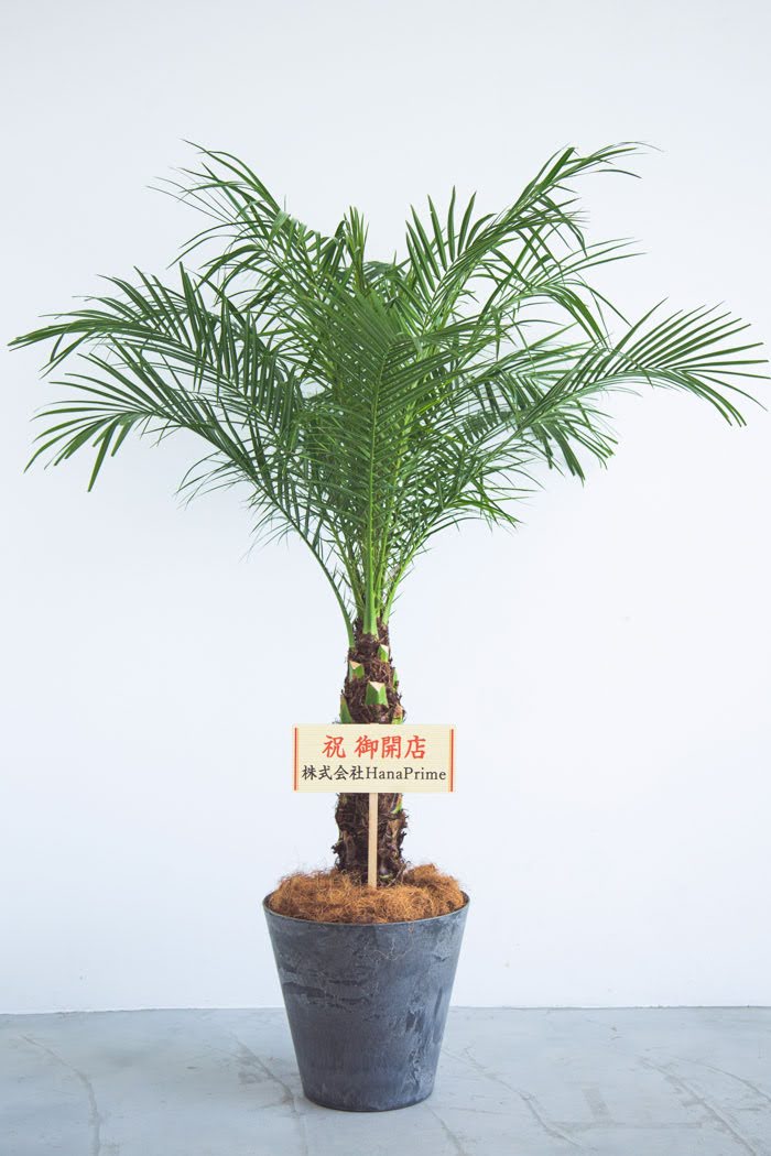 観葉植物 フェニックスロベレニー（8号鉢）｜HanaPrime（ハナプライム）