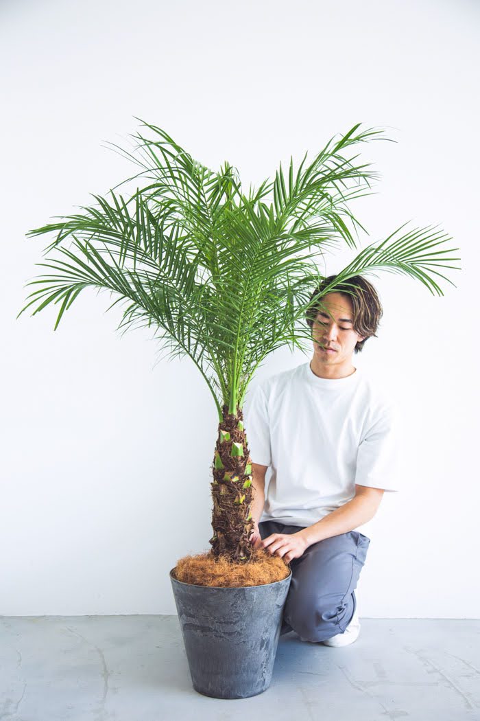 観葉植物 フェニックスロベレニー（8号鉢）｜HanaPrime（ハナプライム）