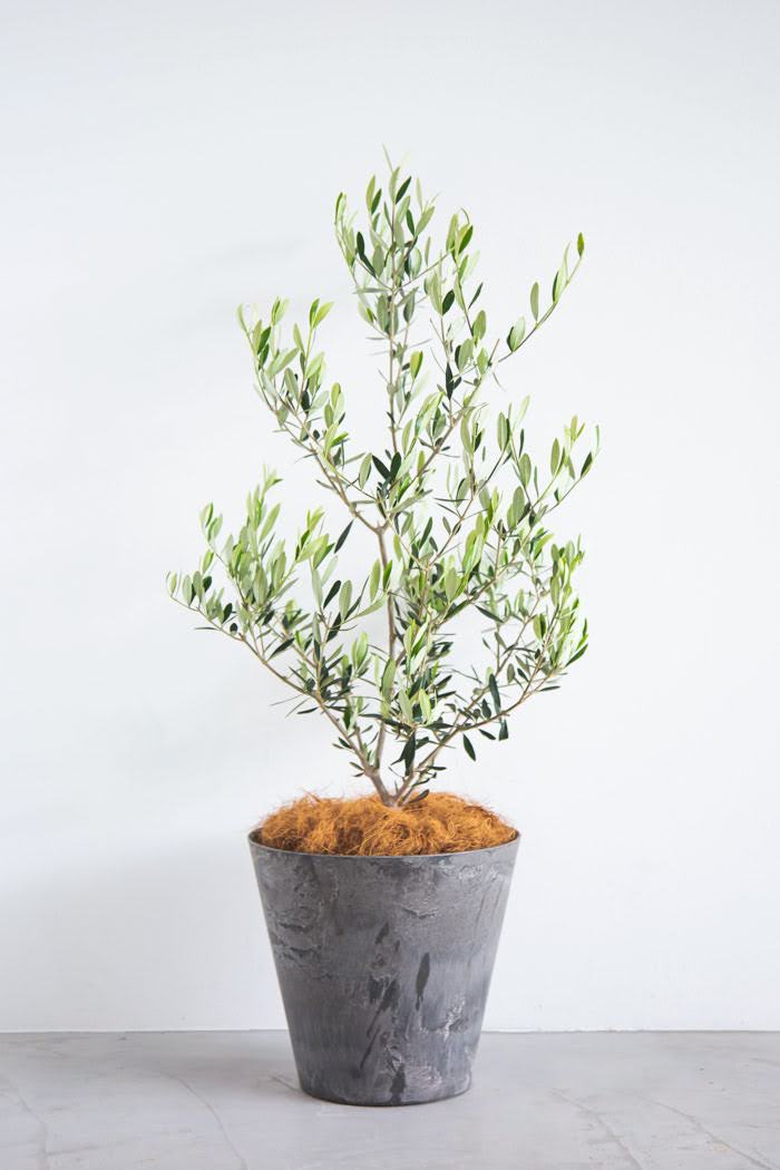 観葉植物 オリーブの木 8号鉢 公式 Hanaprime 花と植物のギフト通販