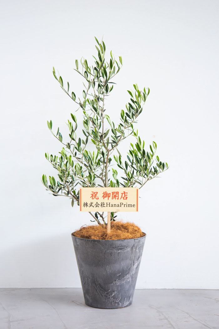 観葉植物 オリーブの木（8号鉢）