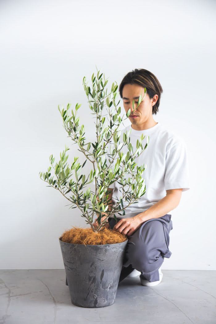 観葉植物 オリーブの木（8号鉢）｜【公式】HanaPrime｜花と植物のギフト通販