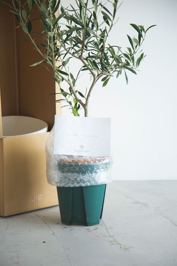 観葉植物 オリーブの木（8号鉢）の写真9枚目