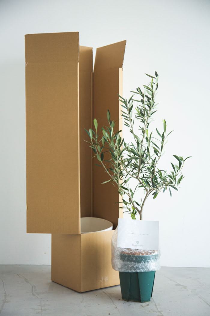 観葉植物 オリーブの木（8号鉢）の写真10枚目