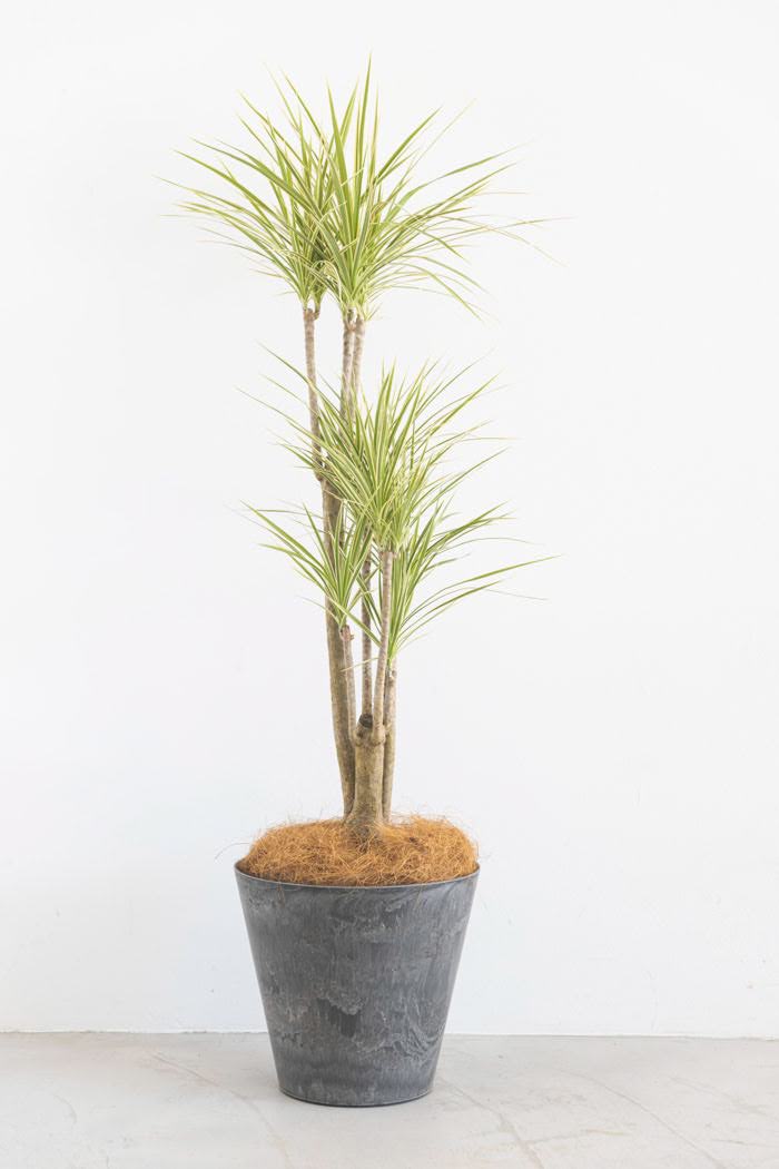 観葉植物 ドラセナ コンシンネホワイボリー（8号鉢）の写真1枚目