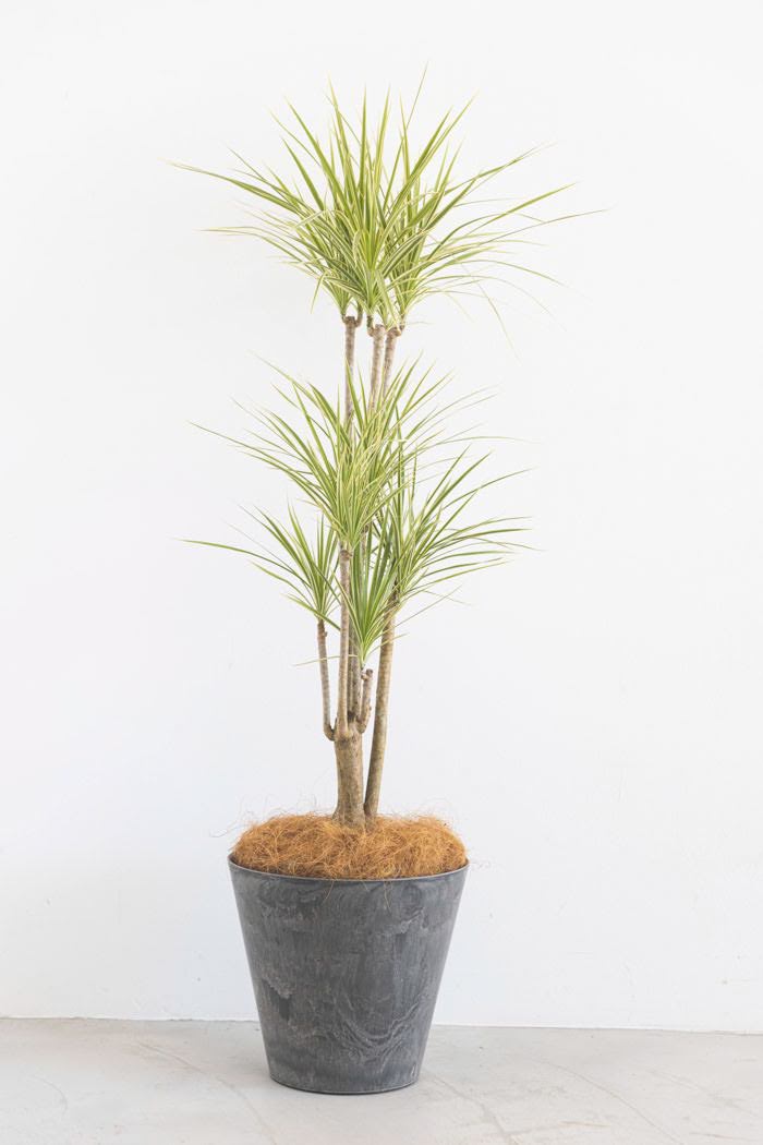 観葉植物 ドラセナ コンシンネホワイボリー（8号鉢）の写真3枚目