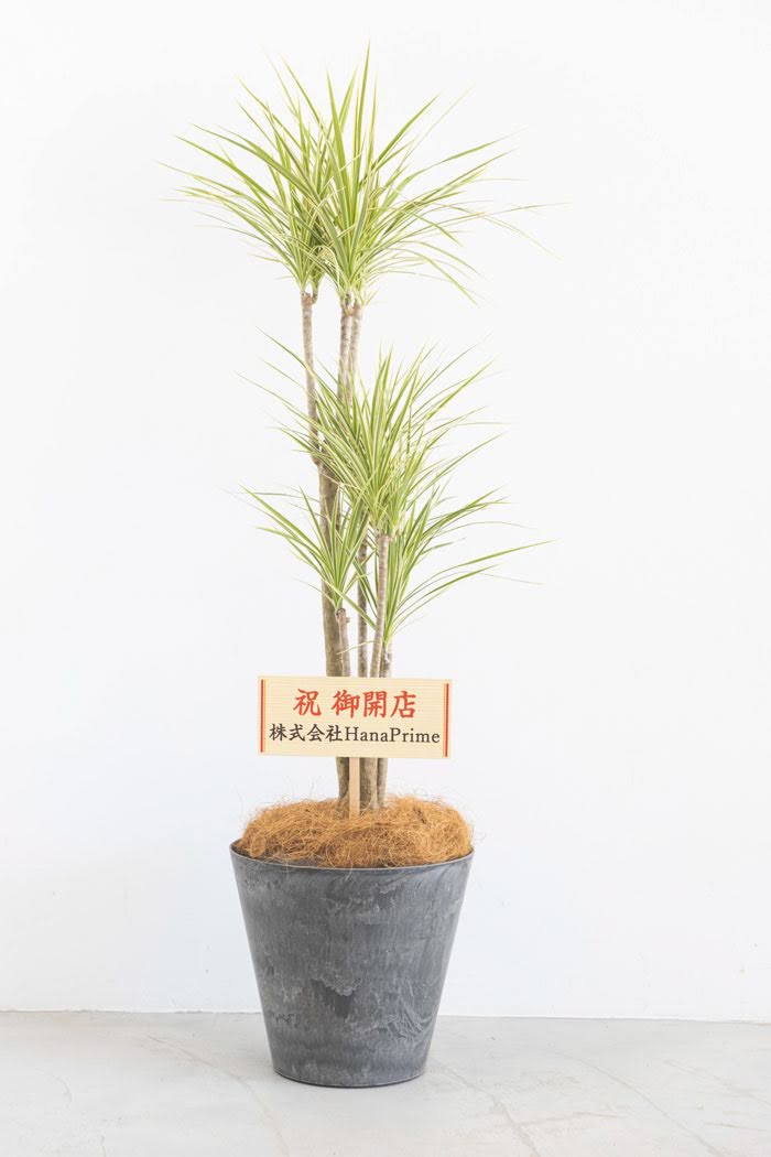 観葉植物 ドラセナ コンシンネホワイボリー（8号鉢）