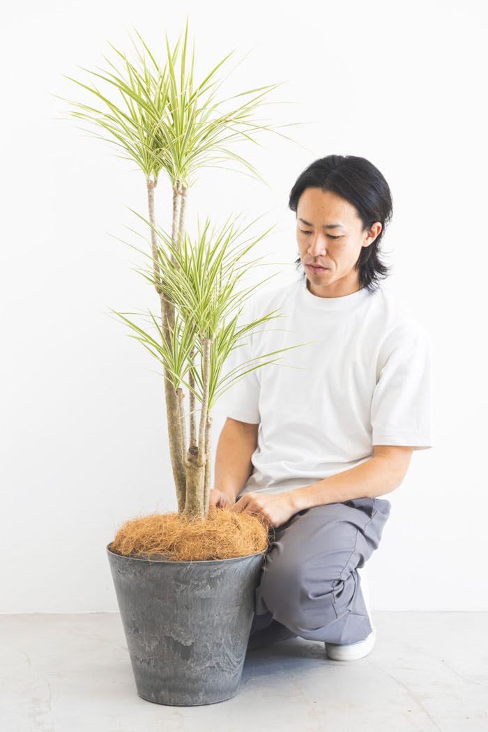 観葉植物 ドラセナ コンシンネホワイボリー（8号鉢）