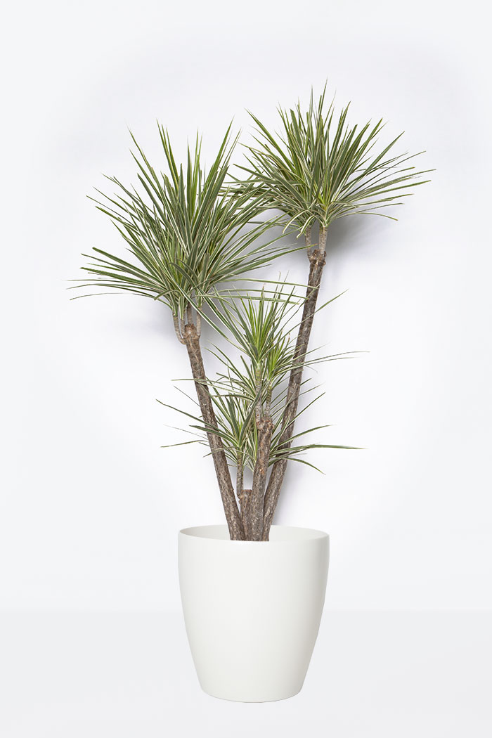 観葉植物 ドラセナ コンシンネホワイボリー 8号鉢 公式 Hanaprime 花と植物のギフト通販 観葉植物 ドラセナ コンシンネホワイボリー 8号鉢 公式 Hanaprime 花と植物のギフト通販
