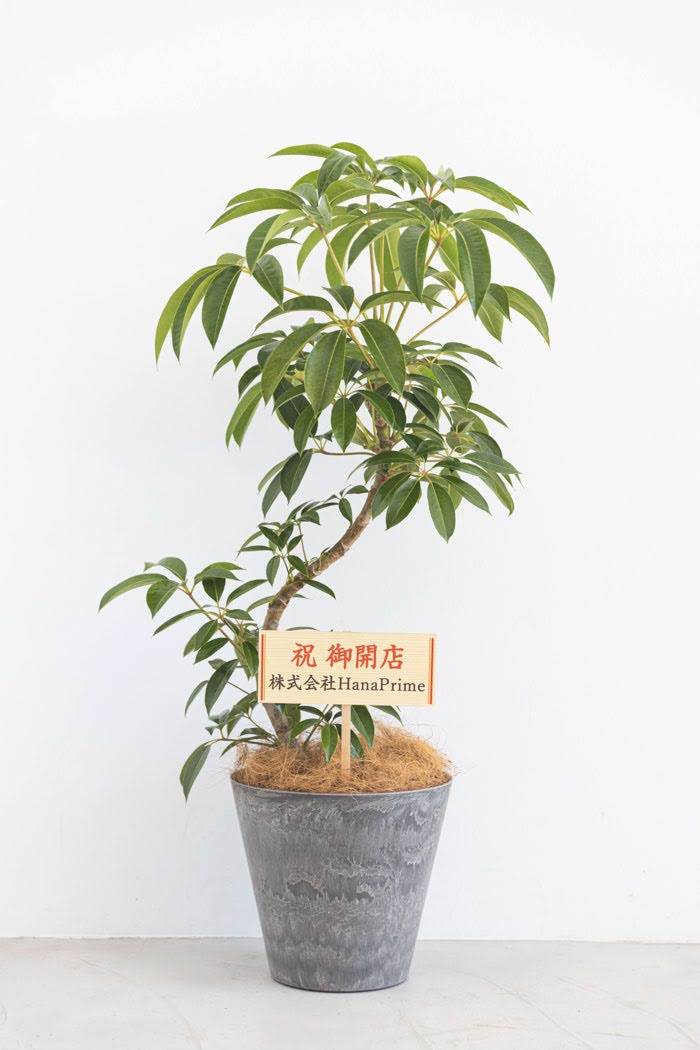 観葉植物 ツピタンサス（8号鉢）の写真2枚目