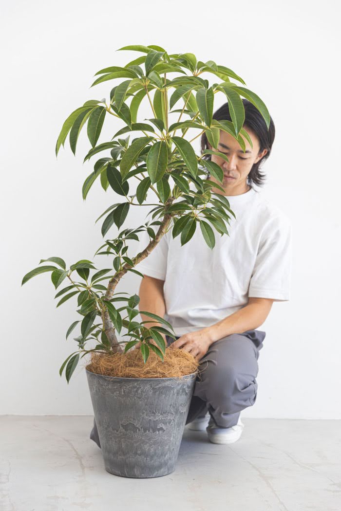 現品】観葉植物 ツピタンサス カリプトラツス 曲がり 10号鉢 植え替え 