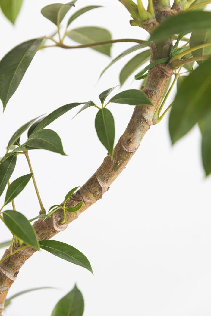 観葉植物 ツピタンサス（8号鉢）の写真5枚目