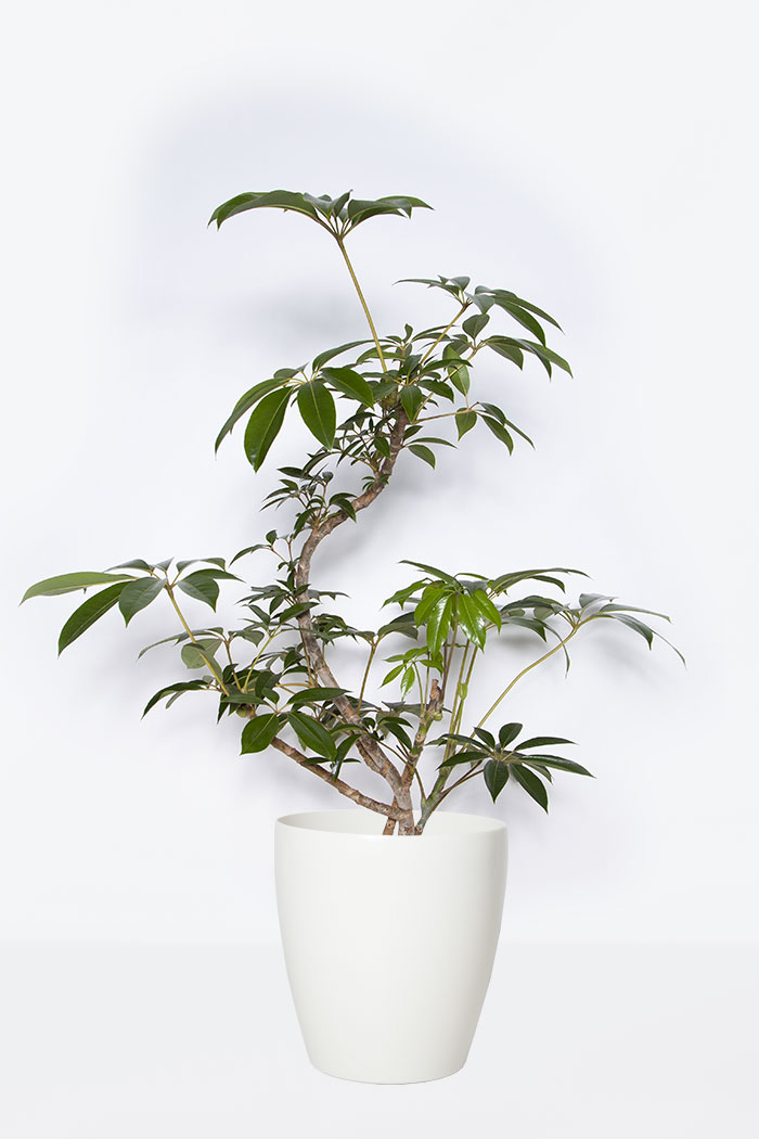観葉植物 ツピタンサス(8号鉢)