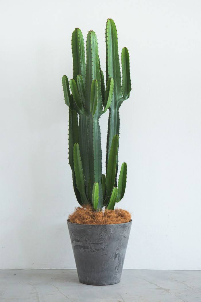 観葉植物 ユーフォルビア ダイウンカク（8号鉢）の写真1枚目