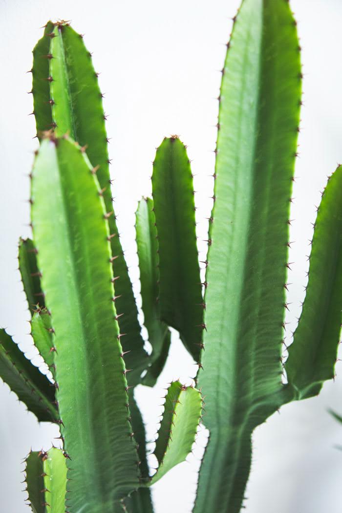 観葉植物 ユーフォルビア ダイウンカク（8号鉢）｜HanaPrime（ハナ