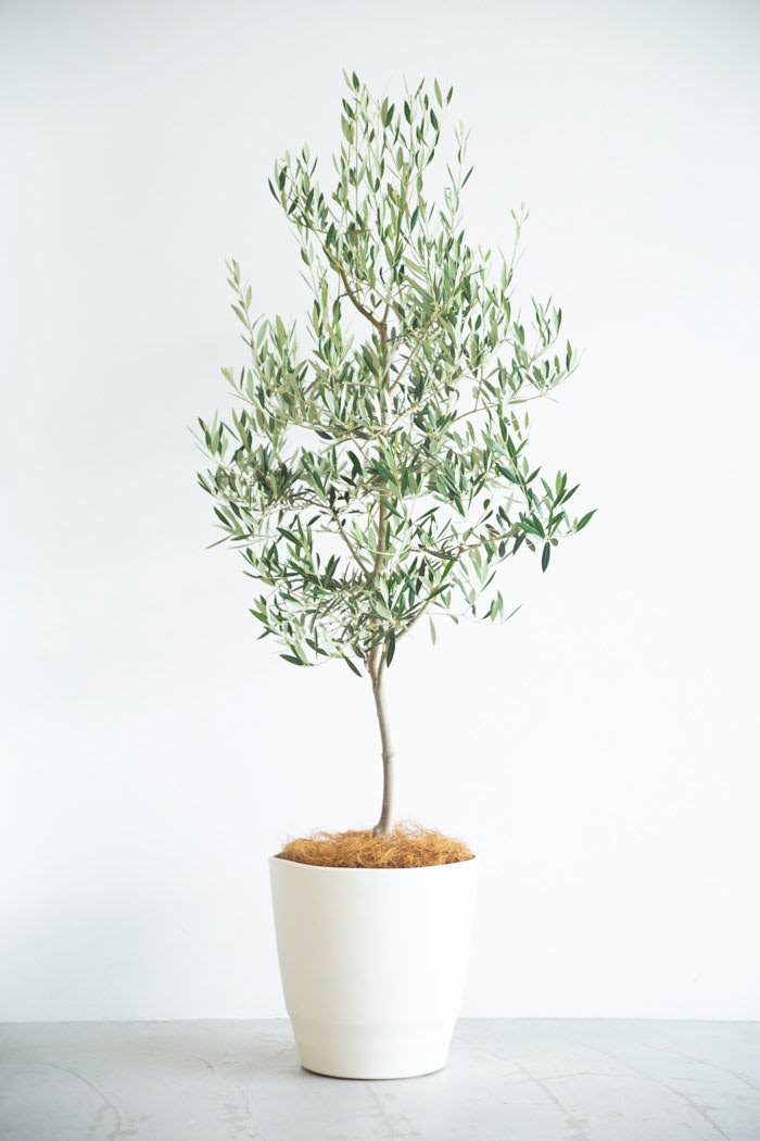 現品】観葉植物 オリーブの木 接ぎ木 植え替え済み 10号鉢 - 植物/観葉植物