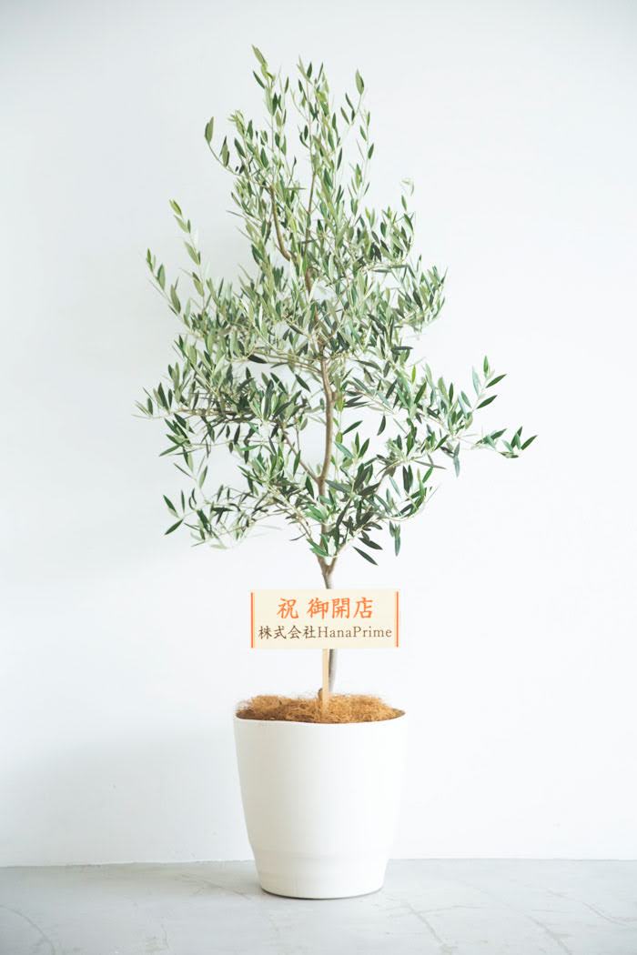 観葉植物 オリーブの木（10号鉢）