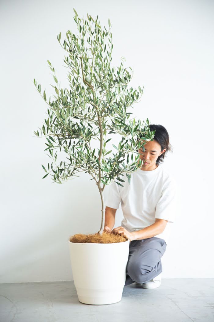 オリーブの木,た植物/観葉植物 シプレッシーノ『特大、綺麗な樹形 