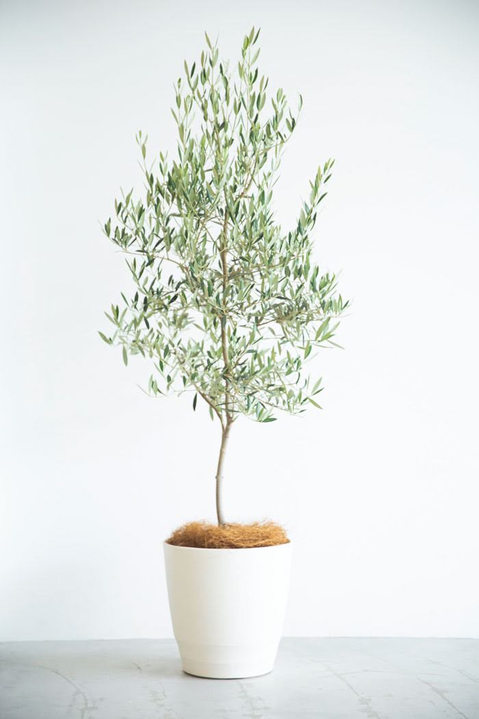 現品】観葉植物 オリーブの木 接ぎ木 植え替え済み 10号鉢 - 植物/観葉植物