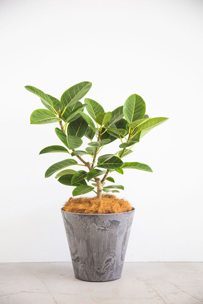 観葉植物 フィカス アルテシマ Sサイズ 8号鉢 公式 Hanaprime 花と植物のギフト通販