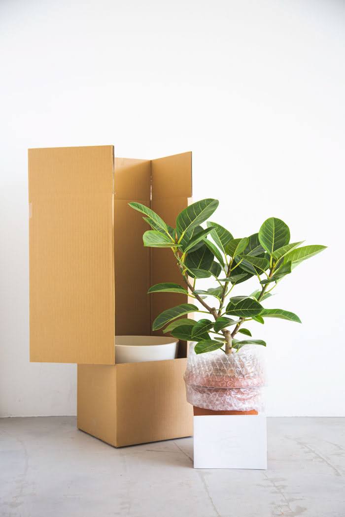 観葉植物 フィカス アルテシマ Sサイズ（8号鉢）｜HanaPrime