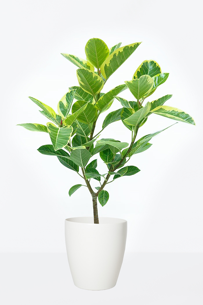 観葉植物 フィカス アルテシマ Sサイズ 8号鉢 公式 Hanaprime 花と植物のギフト通販
