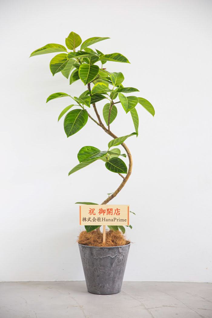 観葉植物 フィカス アルテシマ 曲がり（8号鉢）