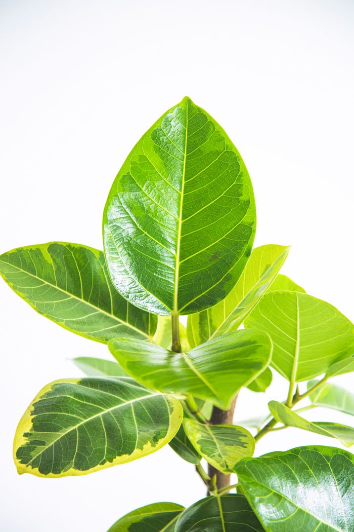 観葉植物 フィカス アルテシマ 曲がり（8号鉢）の写真6枚目