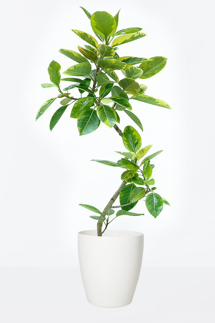 サントスピンク-人工観葉植物 フィカスアルテシマ •200cm（インテリア