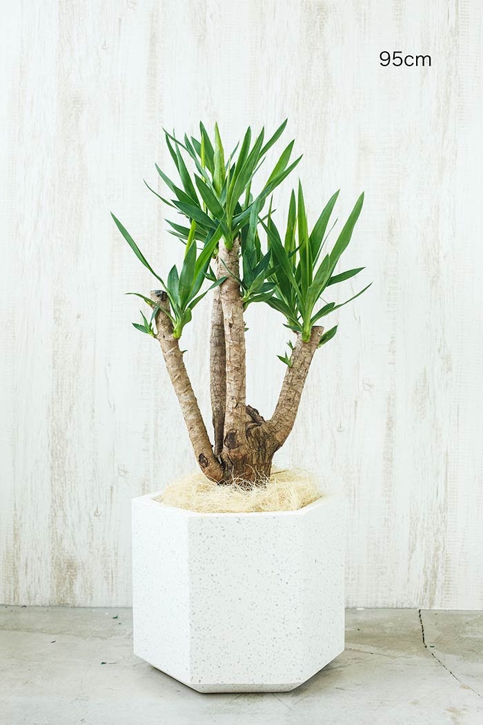 観葉植物 ユッカ ブランチ※一点物(8号鉢)①(使用鉢カバーは別売りです)
