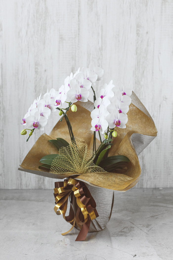 ミディ胡蝶蘭 ３本立ち 赤リップ