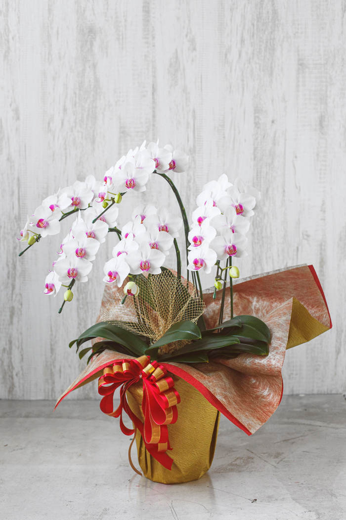 ミディ胡蝶蘭 ５本立ち 赤リップ