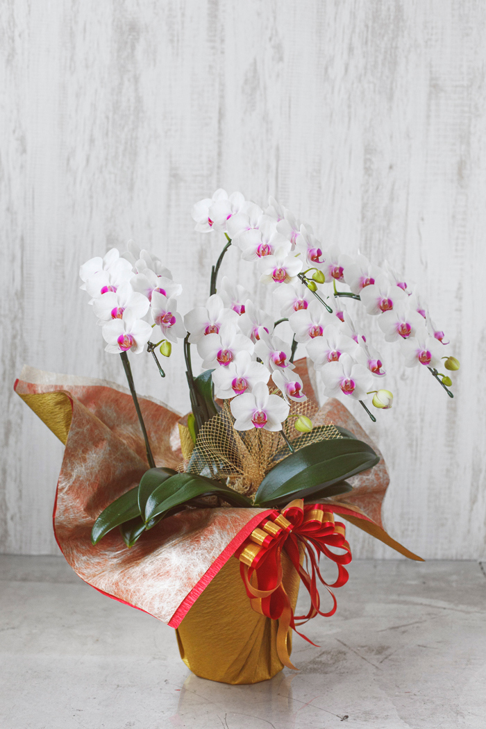 ミディ胡蝶蘭 ５本立ち 赤リップの写真3枚目