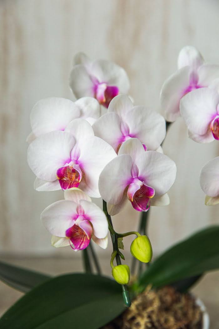 ミディ胡蝶蘭 ５本立ち 赤リップの写真4枚目